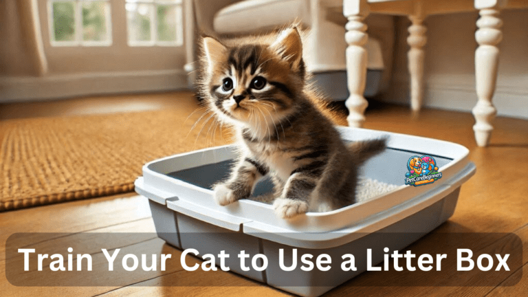 A kitten exploring a litter box for the first time.